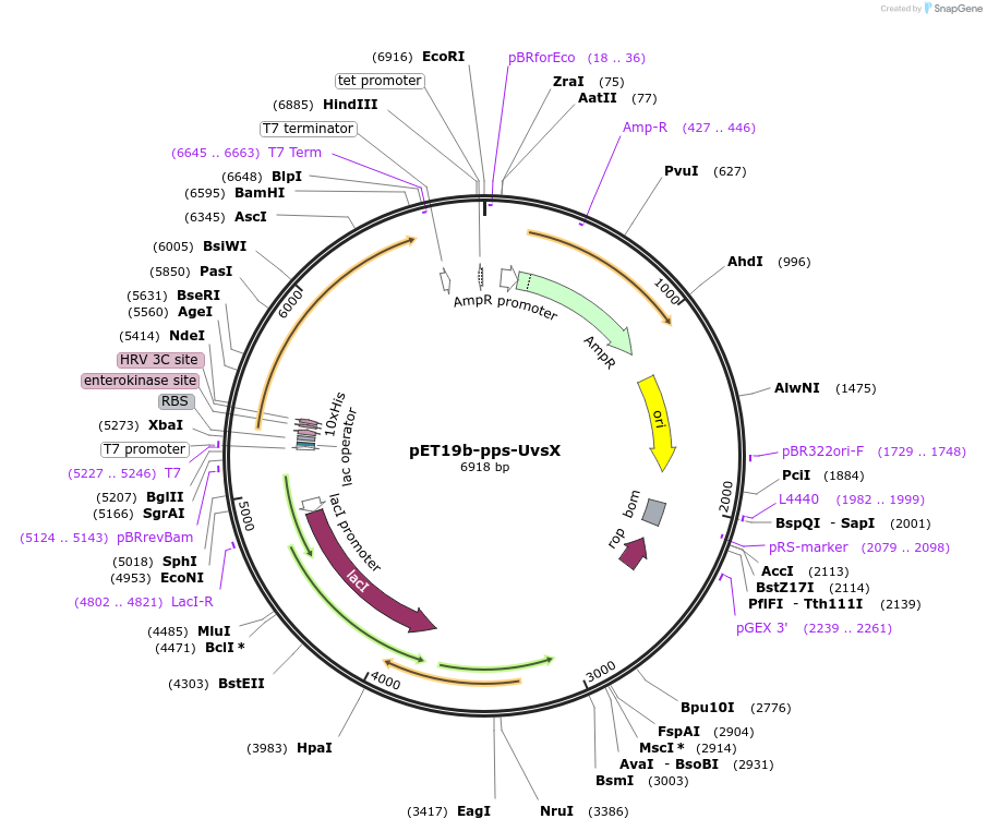 236046-plasmid-map-sequence-id-481661