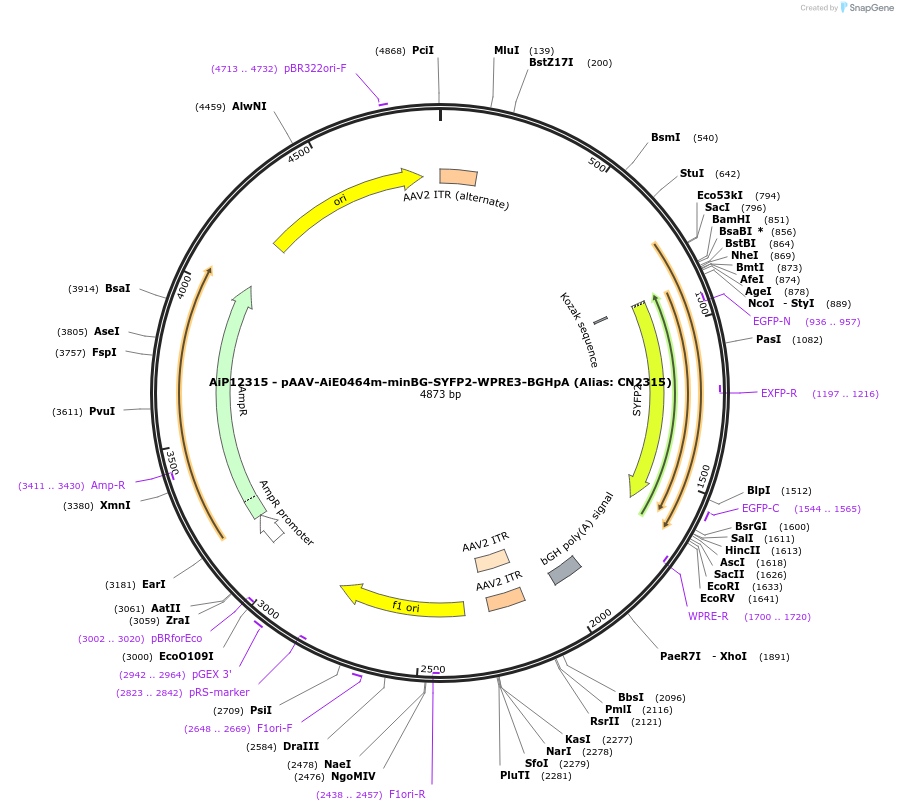 223981-plasmid-map-sequence-id-481665