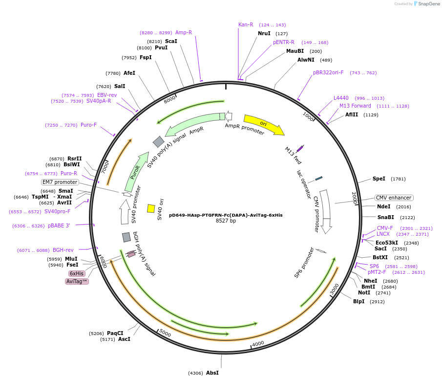 156982-plasmid-map-sequence-id-481684