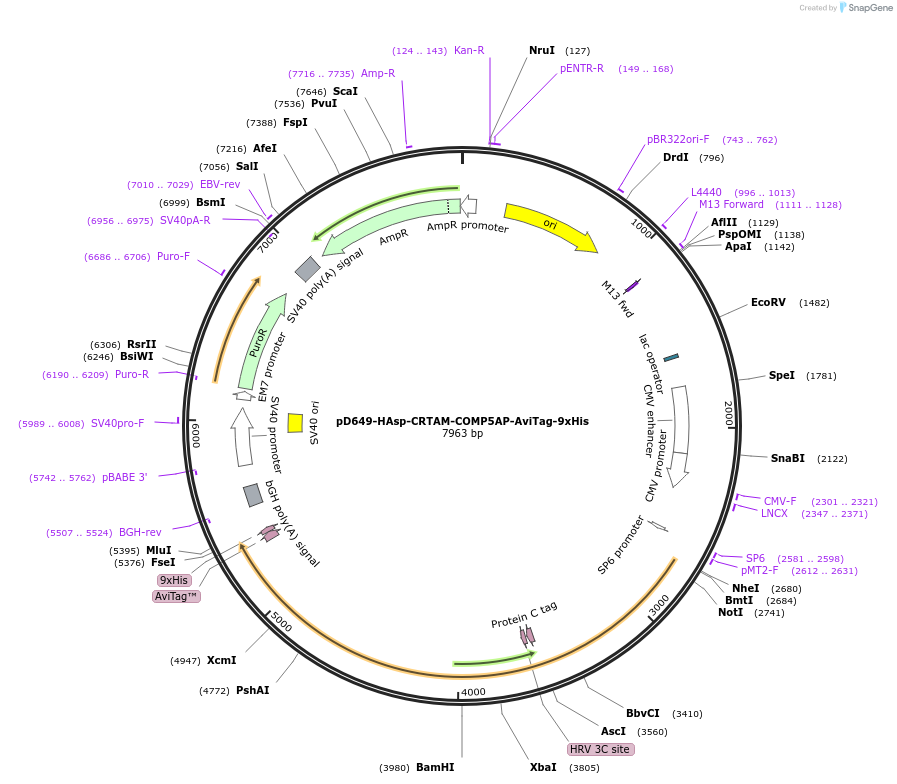 157275-plasmid-map-sequence-id-481689