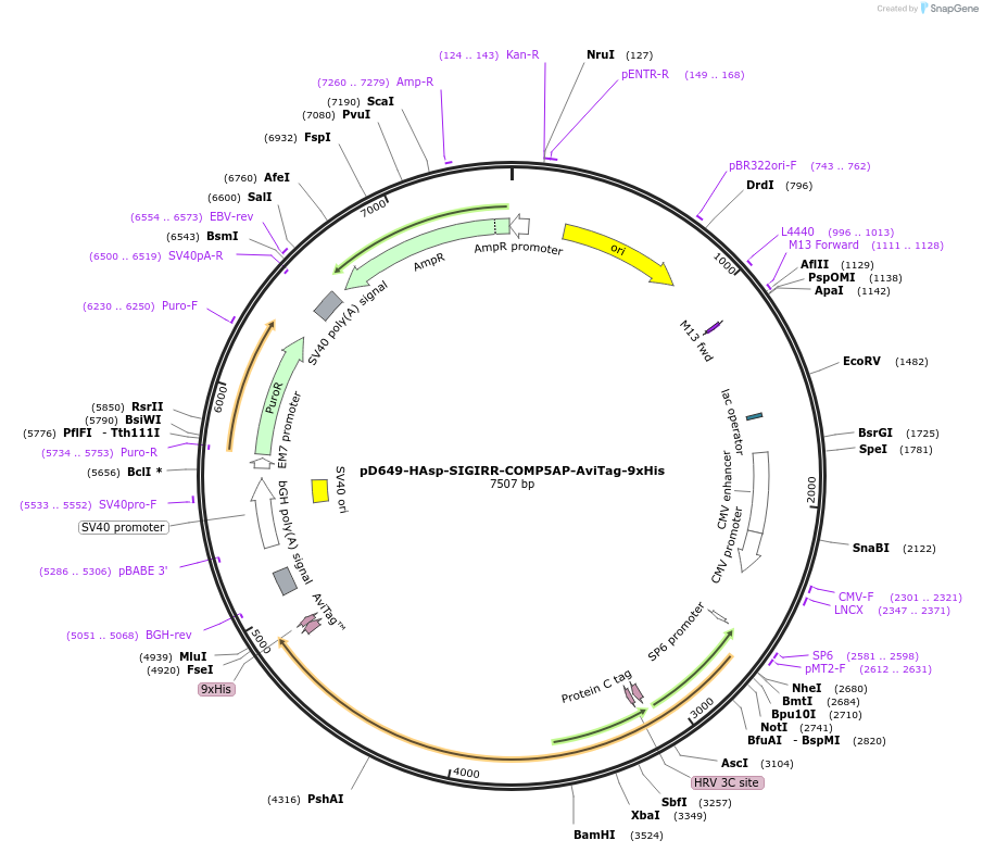 157058-plasmid-map-sequence-id-481692