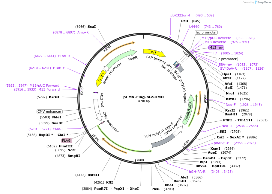 218938-plasmid-map-sequence-id-481694