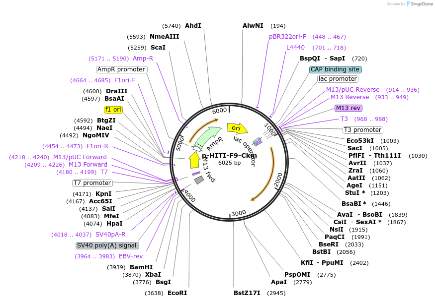 226120-plasmid-map-sequence-id-481699