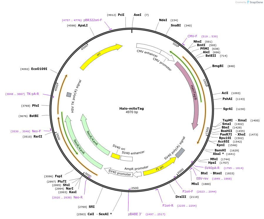 240424-plasmid-map-sequence-id-481711