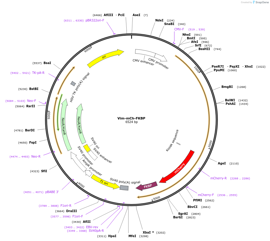 240423-plasmid-map-sequence-id-481712