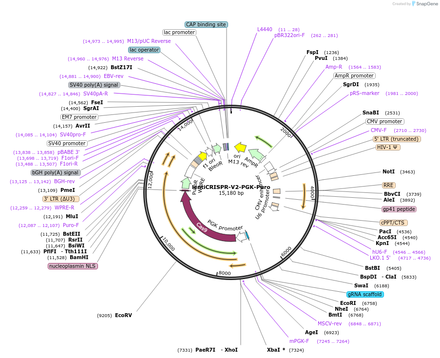 240070-plasmid-map-sequence-id-481727