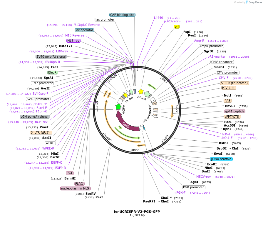 240075-plasmid-map-sequence-id-481728