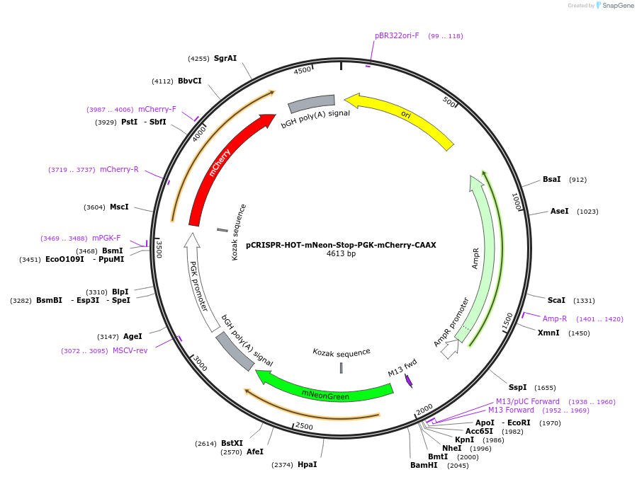 240800-plasmid-map-sequence-id-481729