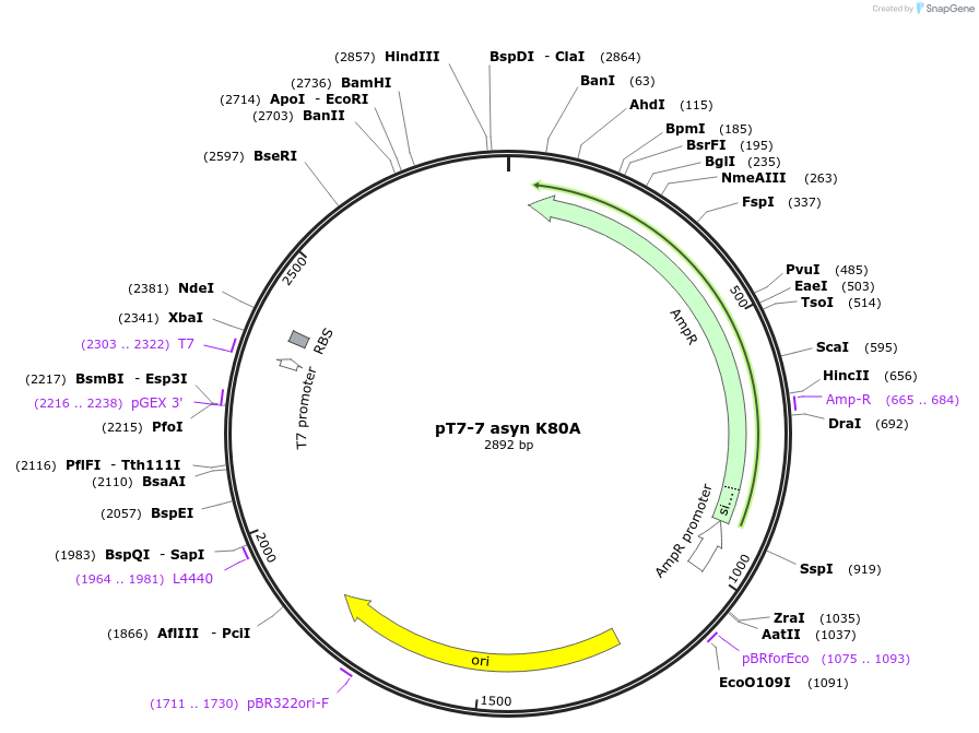240599-plasmid-map-sequence-id-481730