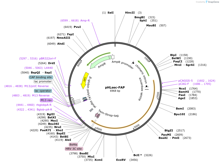 239817-plasmid-map-sequence-id-481731