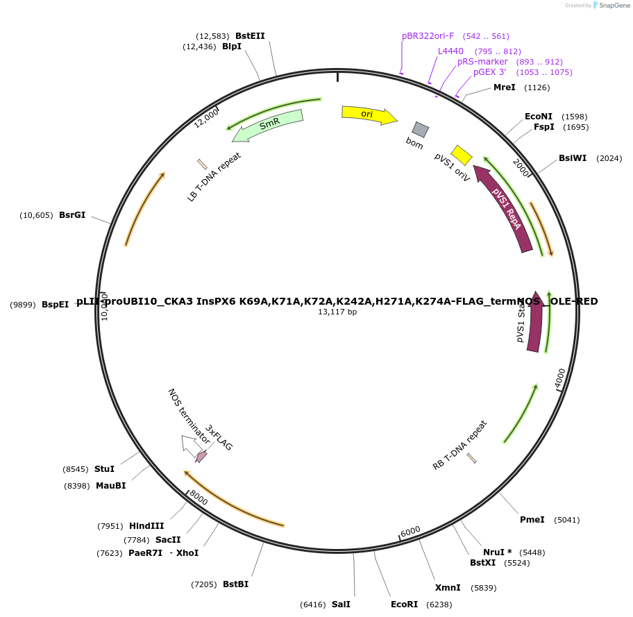 238524-plasmid-map-sequence-id-481735