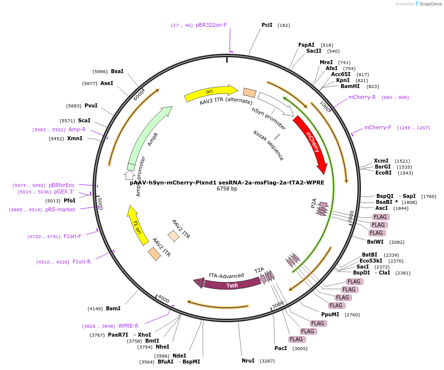 239032-plasmid-map-sequence-id-481740