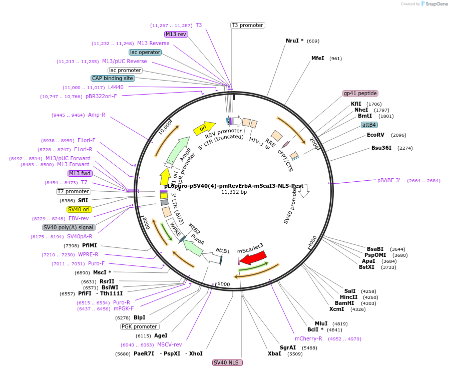 240118-plasmid-map-sequence-id-481753