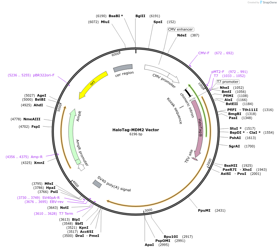 238678-plasmid-map-sequence-id-481754