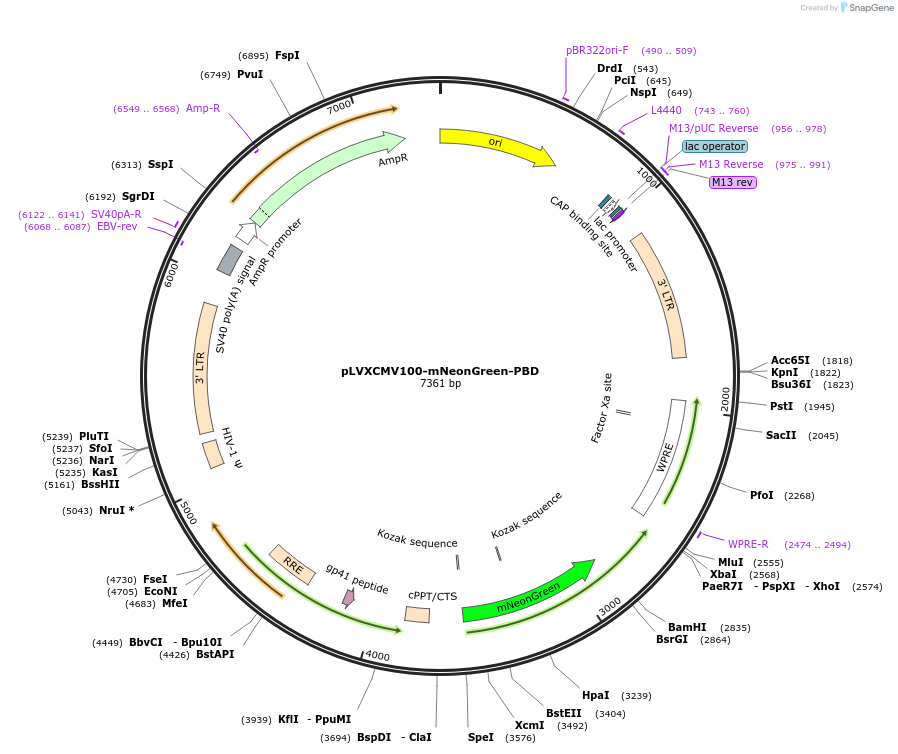 241366-plasmid-map-sequence-id-481758