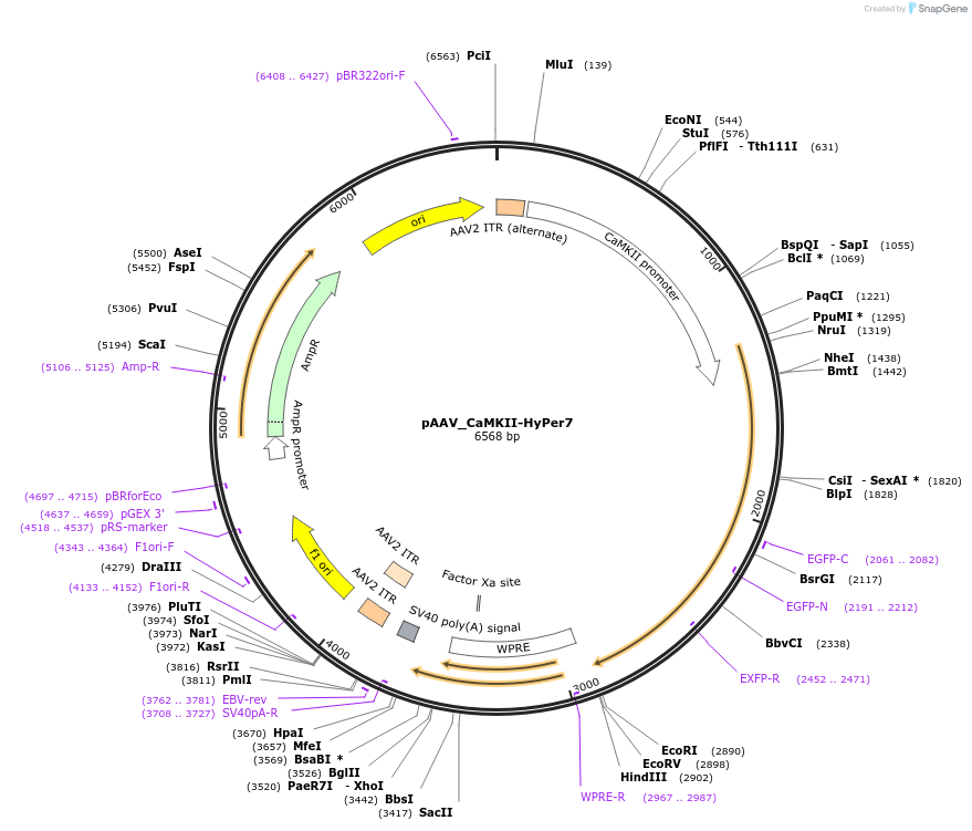 238922-plasmid-map-sequence-id-481761