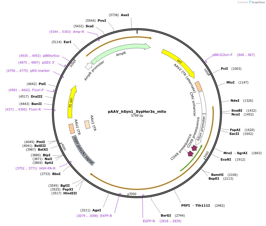 238972-plasmid-map-sequence-id-481762