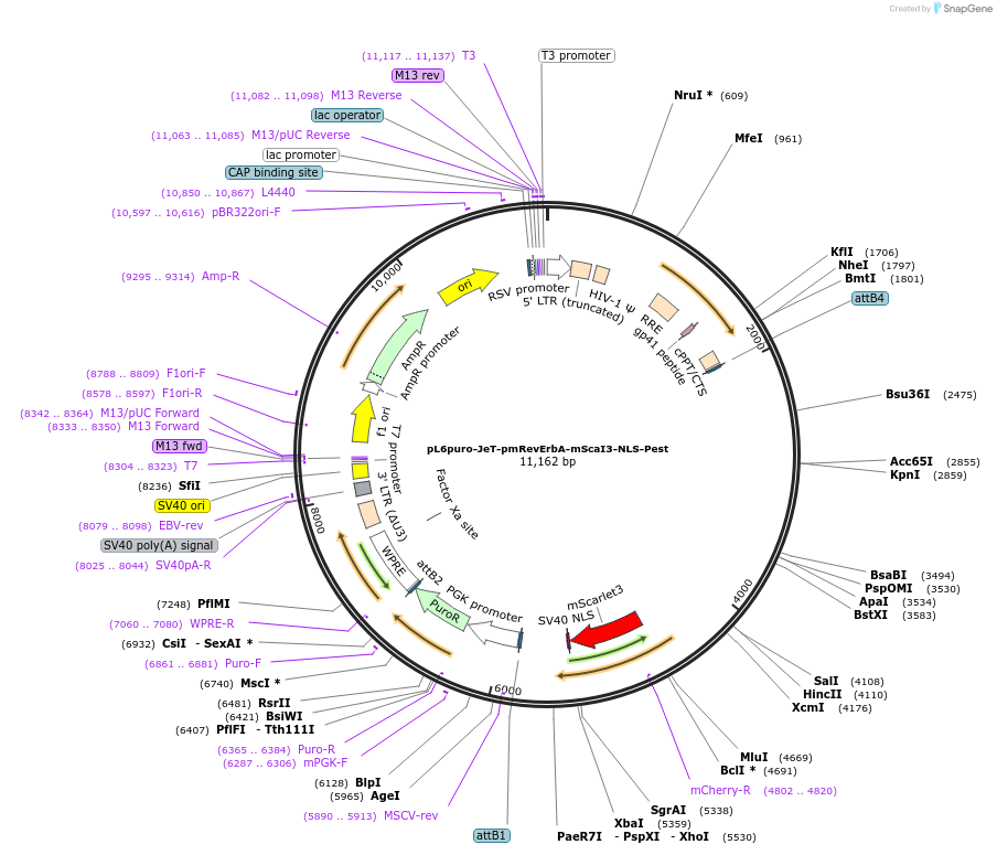 240107-plasmid-map-sequence-id-481763