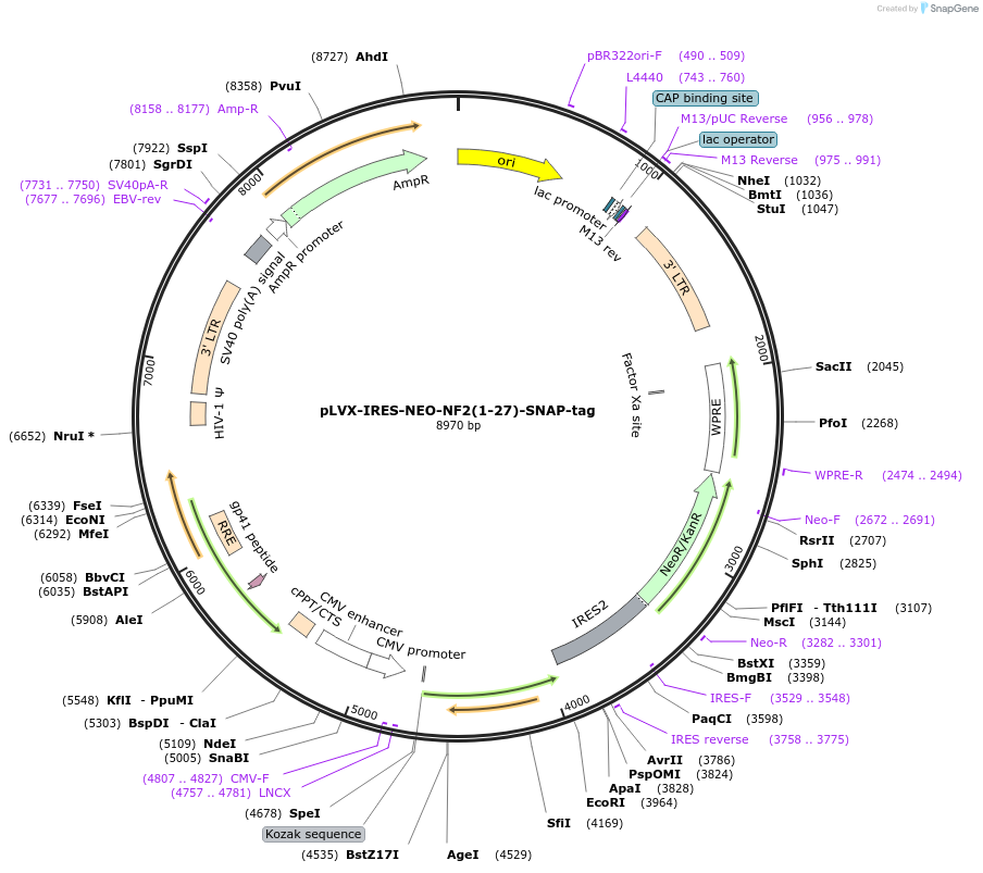 241401-plasmid-map-sequence-id-481769