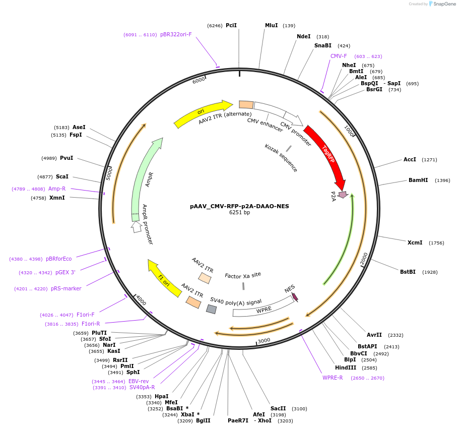 238920-plasmid-map-sequence-id-481770