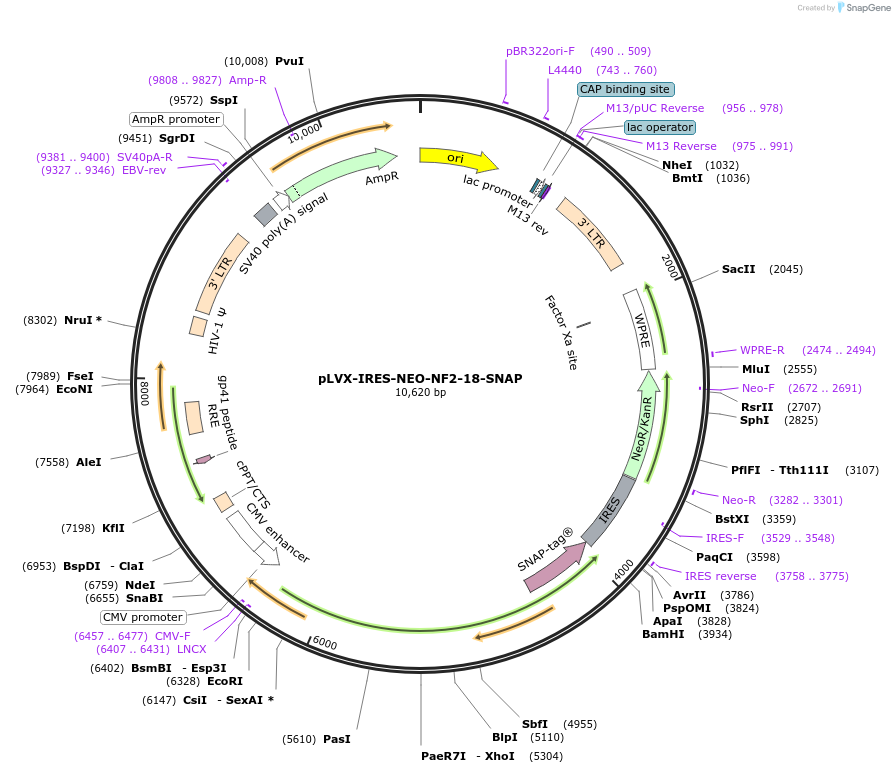 241367-plasmid-map-sequence-id-481773