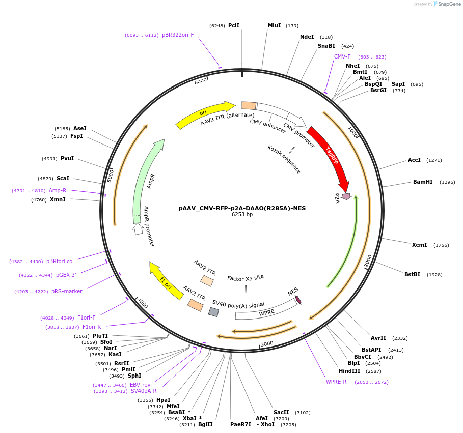 238921-plasmid-map-sequence-id-481775