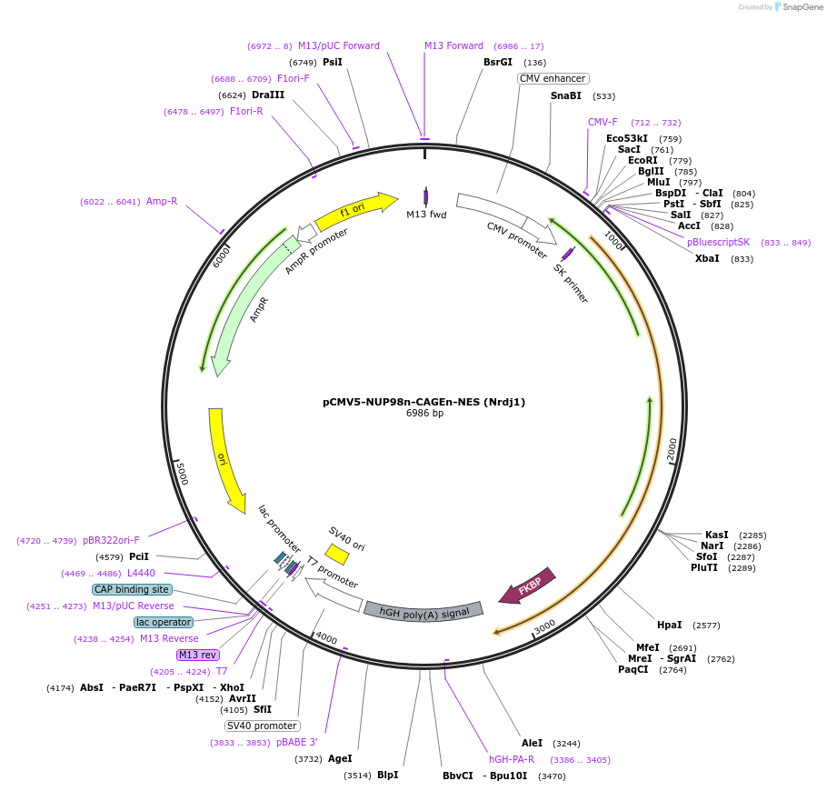 241418-plasmid-map-sequence-id-481777