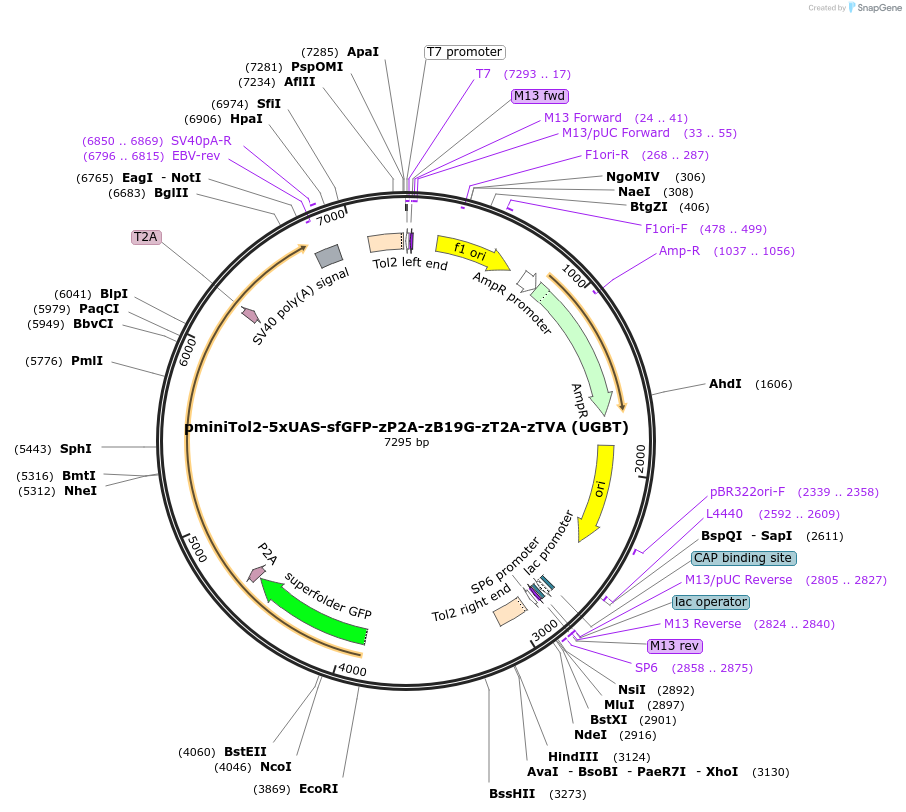 240274-plasmid-map-sequence-id-481778