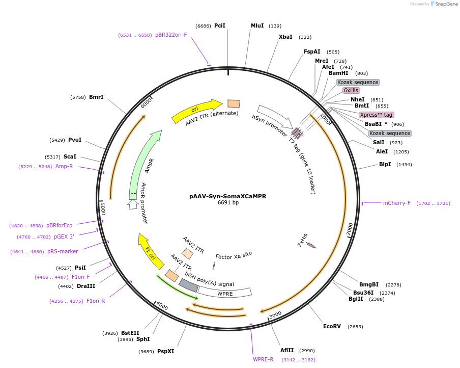 232845-plasmid-map-sequence-id-481785