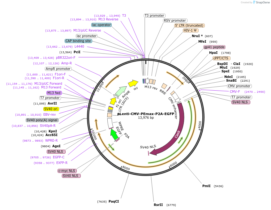 240534-plasmid-map-sequence-id-481788