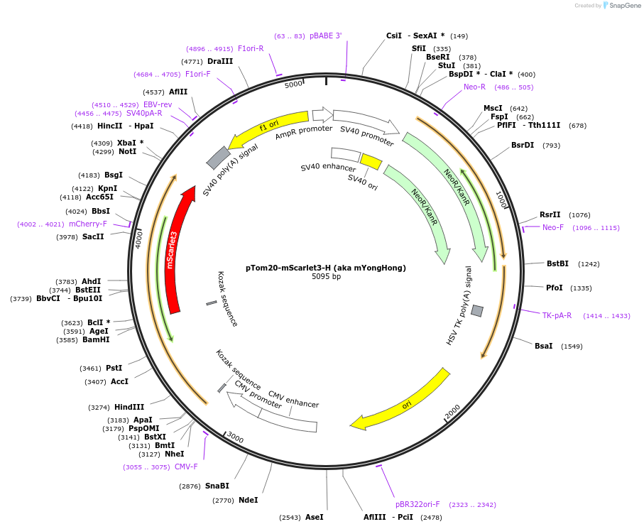 239412-plasmid-map-sequence-id-481790