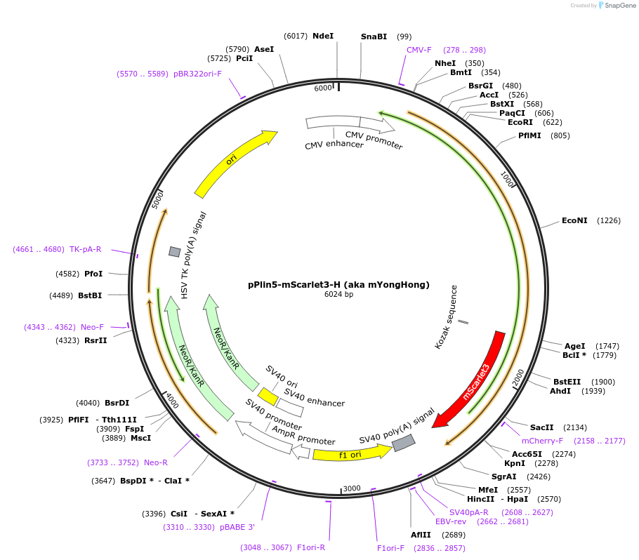 239408-plasmid-map-sequence-id-481791