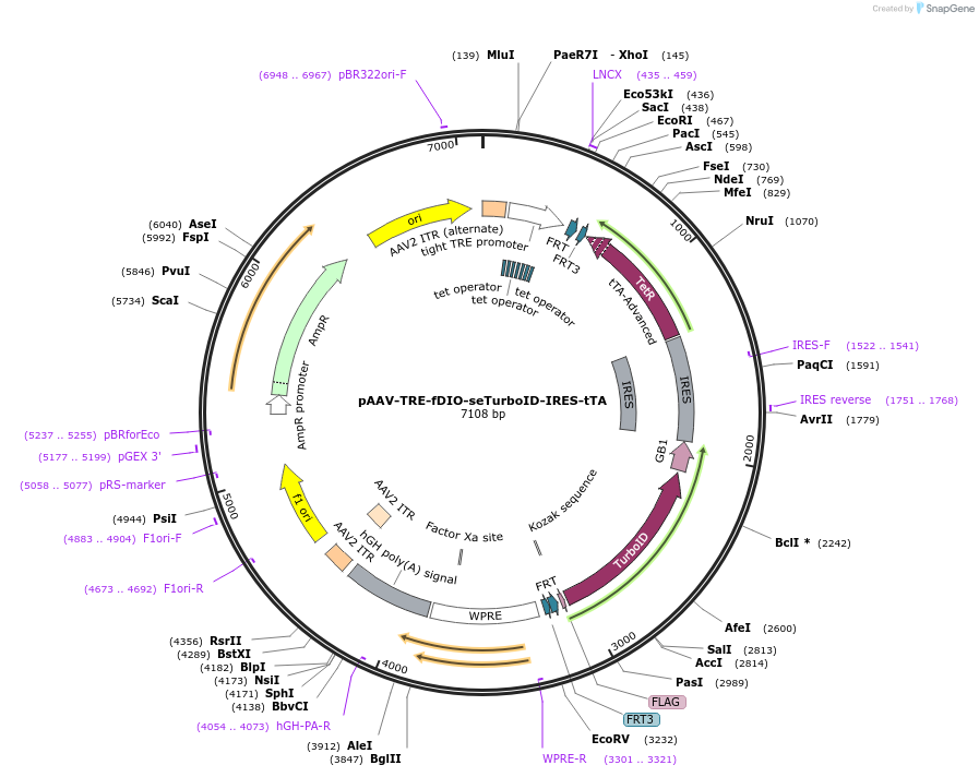 240206-plasmid-map-sequence-id-481793