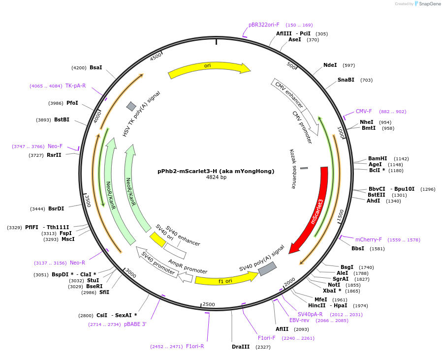 239405-plasmid-map-sequence-id-481794