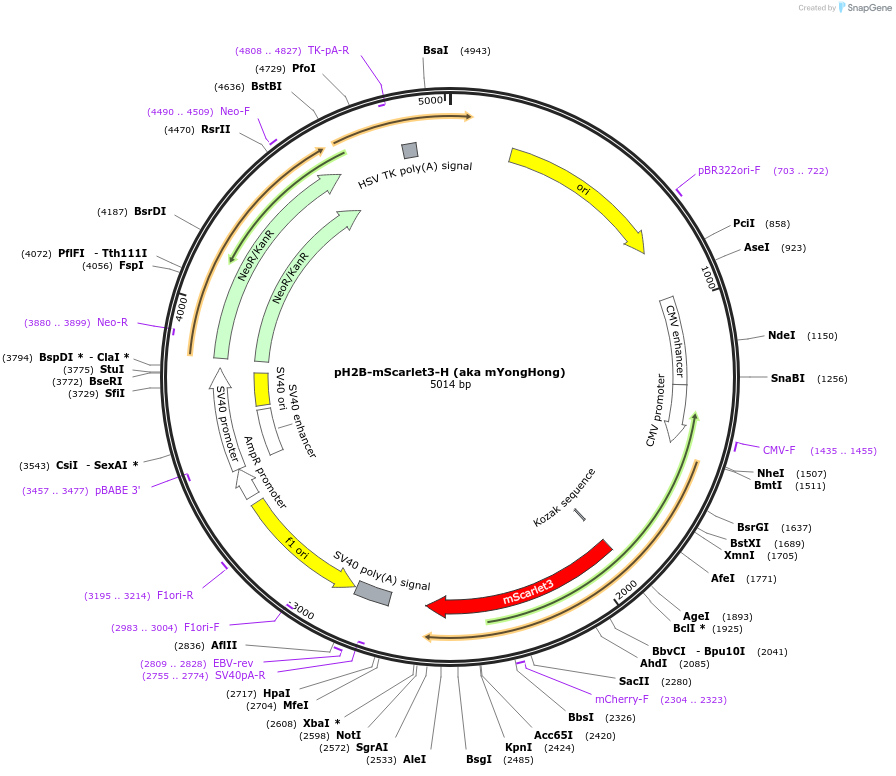 239404-plasmid-map-sequence-id-481795