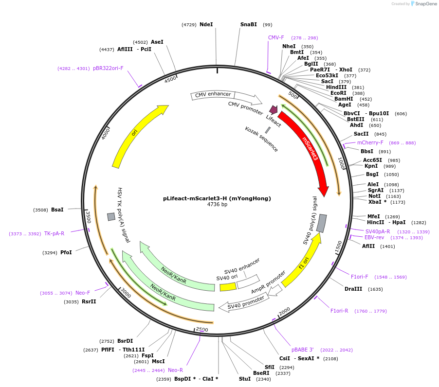 239415-plasmid-map-sequence-id-481796