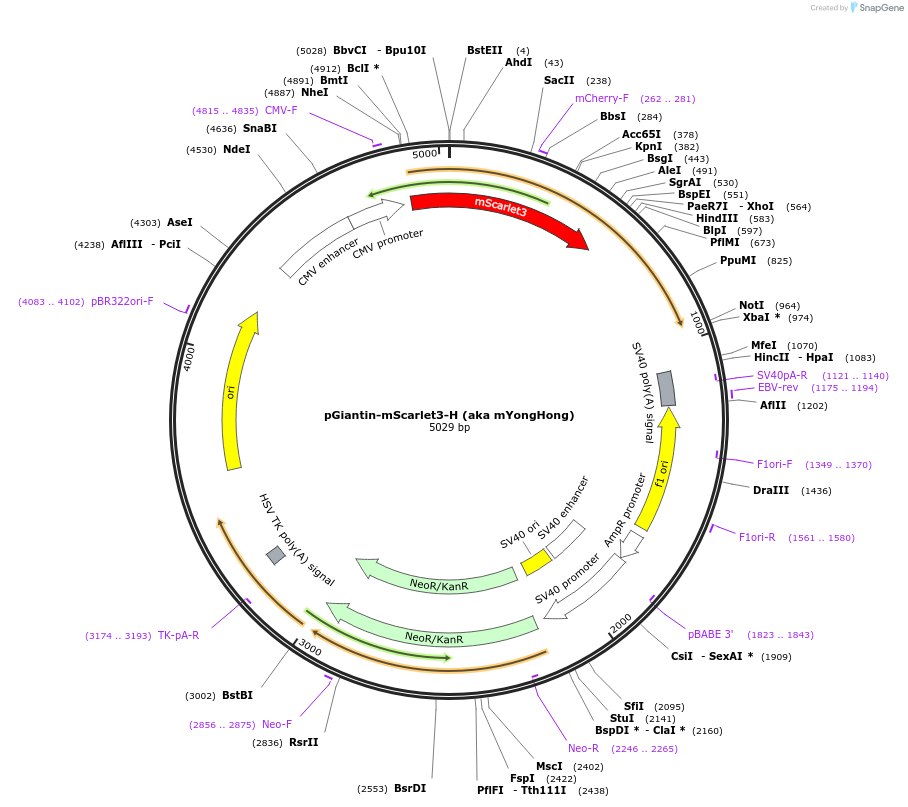 239409-plasmid-map-sequence-id-481797