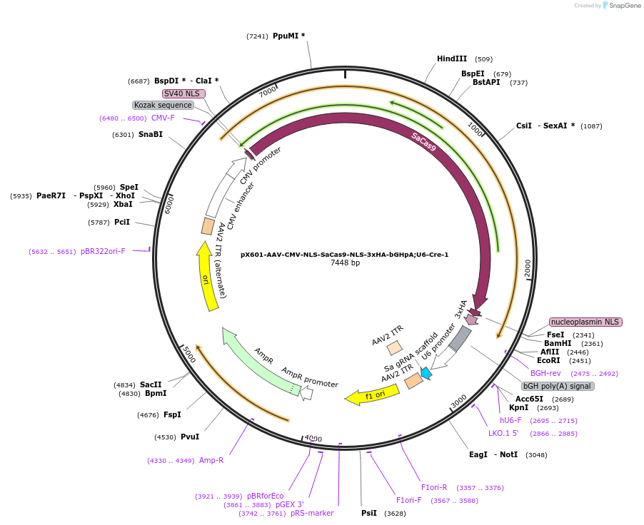 237890-plasmid-map-sequence-id-481798