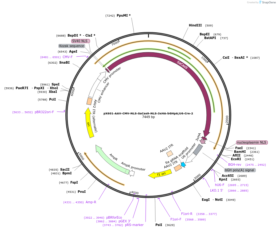 237891-plasmid-map-sequence-id-481799