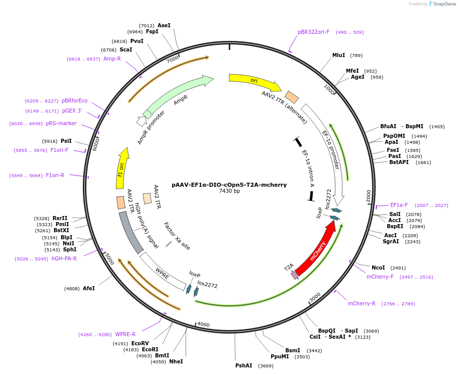 238009-plasmid-map-sequence-id-481801