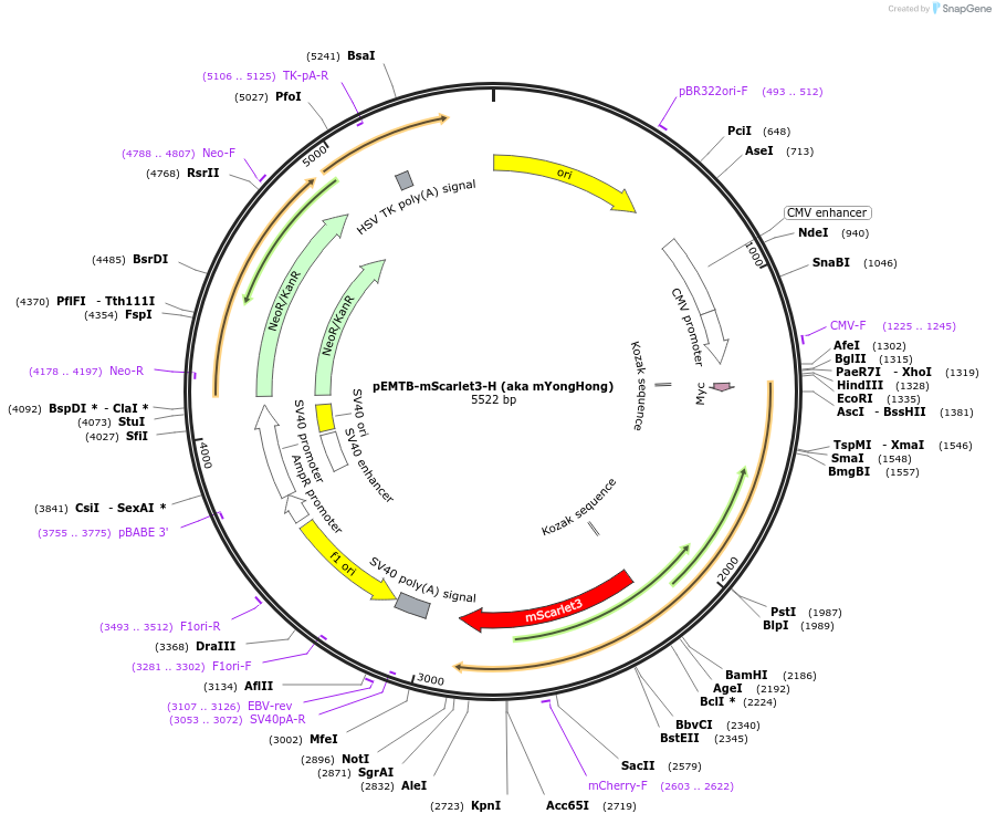 239407-plasmid-map-sequence-id-481802