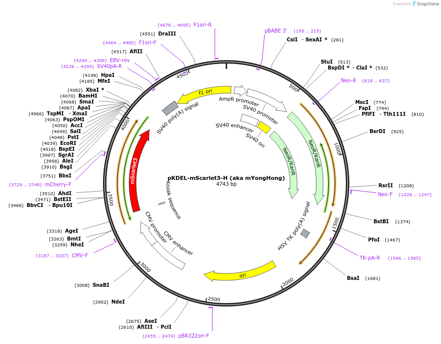 239411-plasmid-map-sequence-id-481808