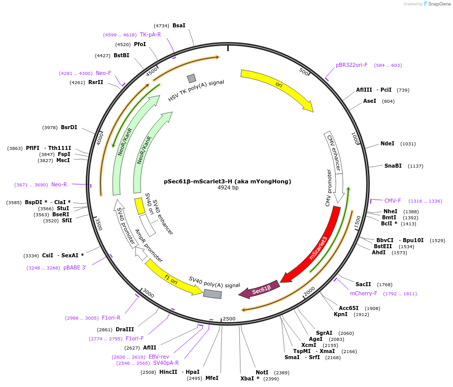 239414-plasmid-map-sequence-id-481809