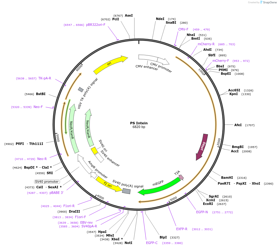 242019-plasmid-map-sequence-id-481810