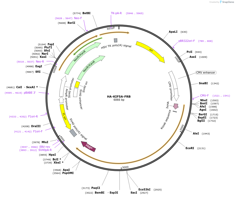 240425-plasmid-map-sequence-id-481811
