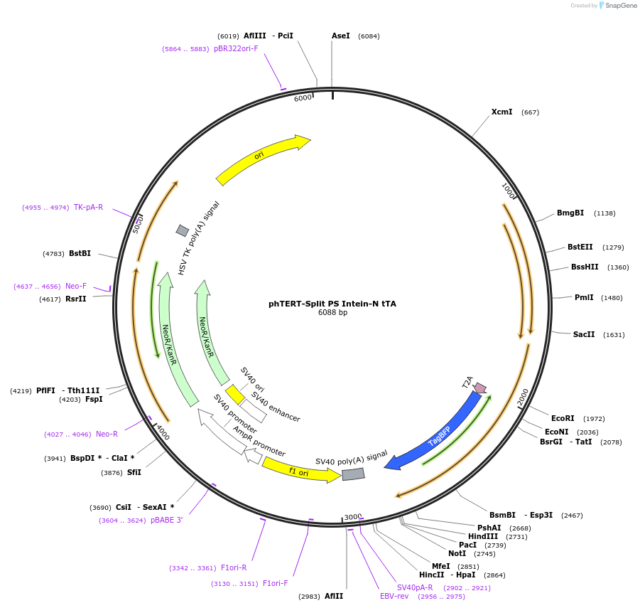242034-plasmid-map-sequence-id-481812