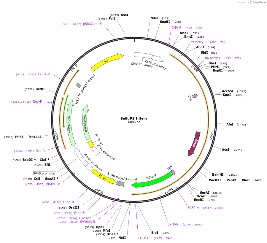 242022-plasmid-map-sequence-id-481813
