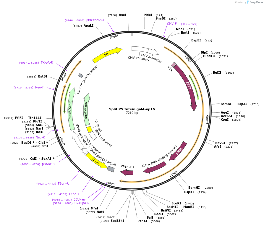 242030-plasmid-map-sequence-id-481814