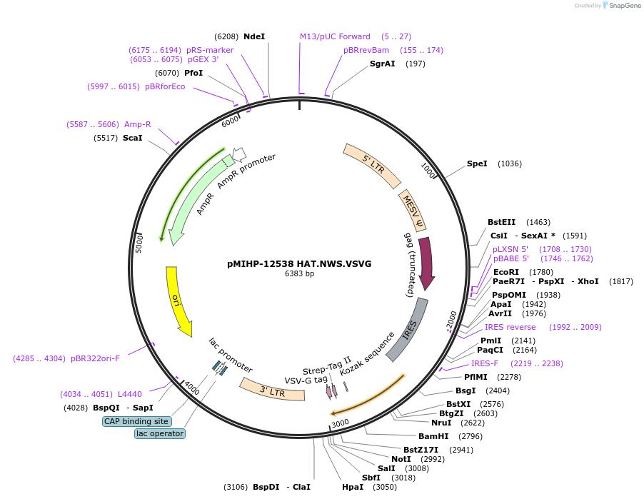 241475-plasmid-map-sequence-id-481817