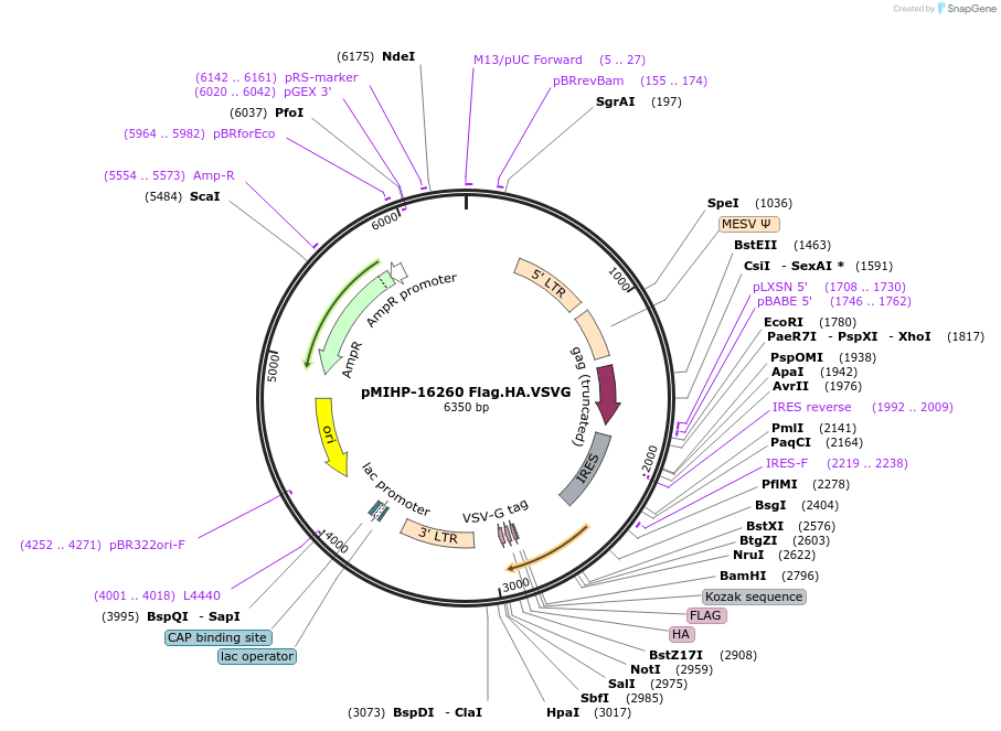 241501-plasmid-map-sequence-id-481818